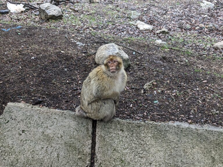 Ifrane National Park Monkeys 02